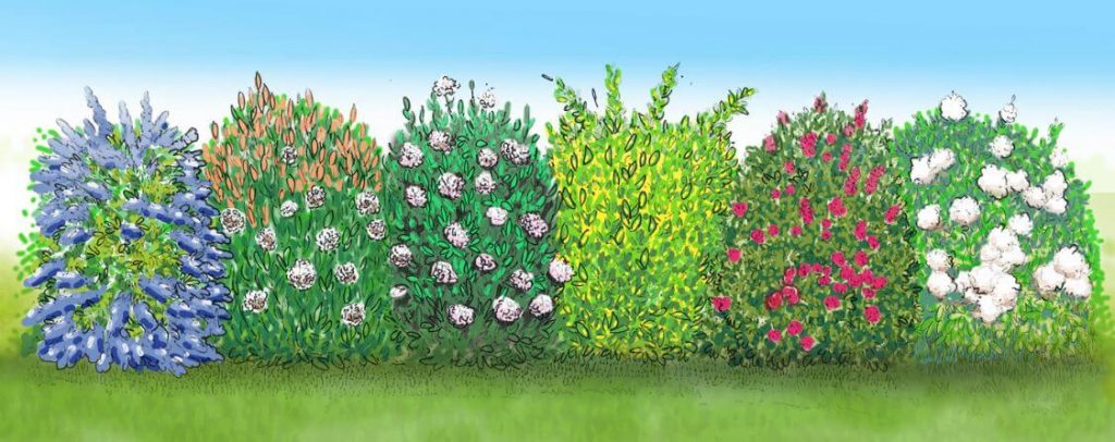 Exemple de haie moderne et naturelle - 3 conseils pour l'entretien du jardin à Saint Hilaire de Riez